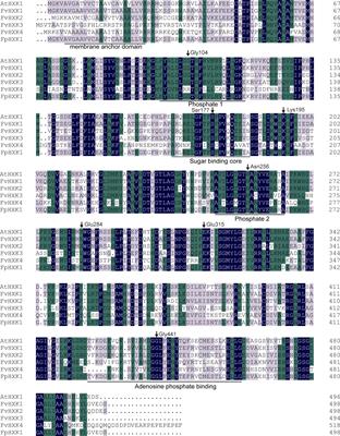 Hexokinase1: A glucose sensor involved in drought stress response and sugar metabolism depending on its kinase activity in strawberry